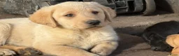 Labrador Retriever dogs for sale: Beautiful litter of mixed puppies  - Advert 1
