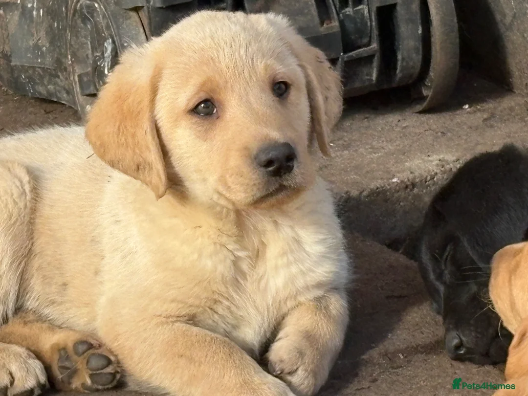 Labrador Retriever dogs for sale: Beautiful litter of mixed puppies  - Advert 1