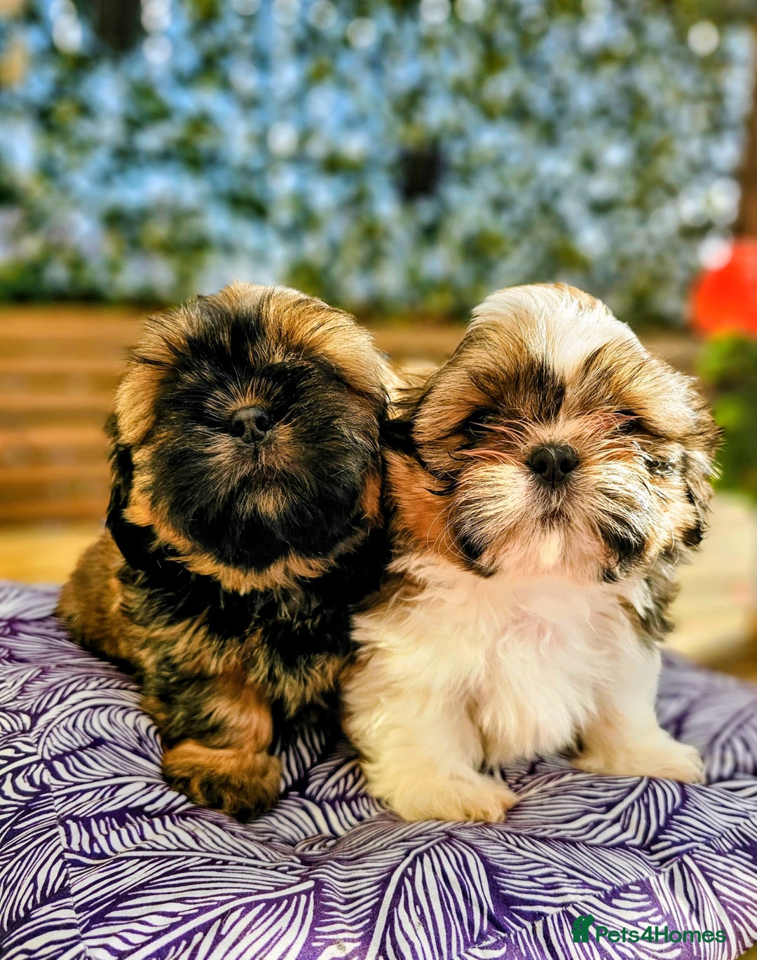 Shih Tzu dogs for sale: 🐶 Shih Tzu Puppies READY NOW– Licensed Breeder  - Image 2