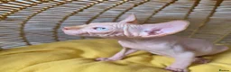 Sphynx cats for sale: Last 2 Beautiful Sphynx Boys Available 💙💚 - Advert 9