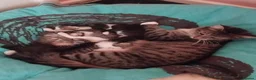 Mixed Breed cats for sale: Gorgeous Bengal x kittens for sale. - Advert 10
