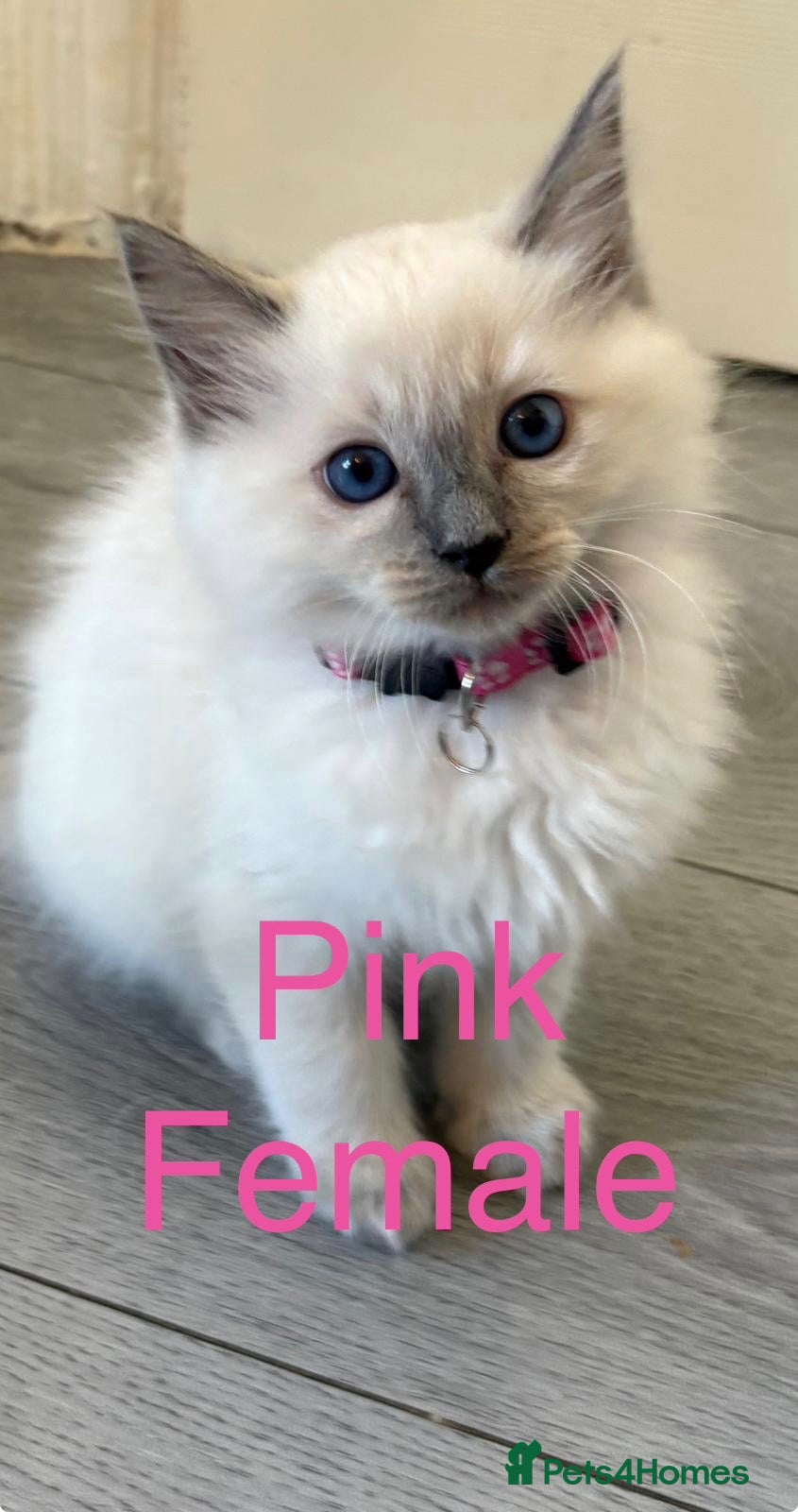 Ragdoll cats 💙 🐈6 Beautiful Pure Ragdoll Kittens 🐈 💙 - Advert 2