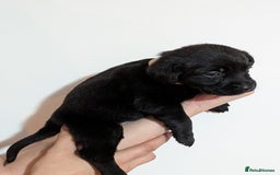 Labrador Retriever dogs for sale: litter of 11 kc reg lab retrievers 10weeks old - Image 22