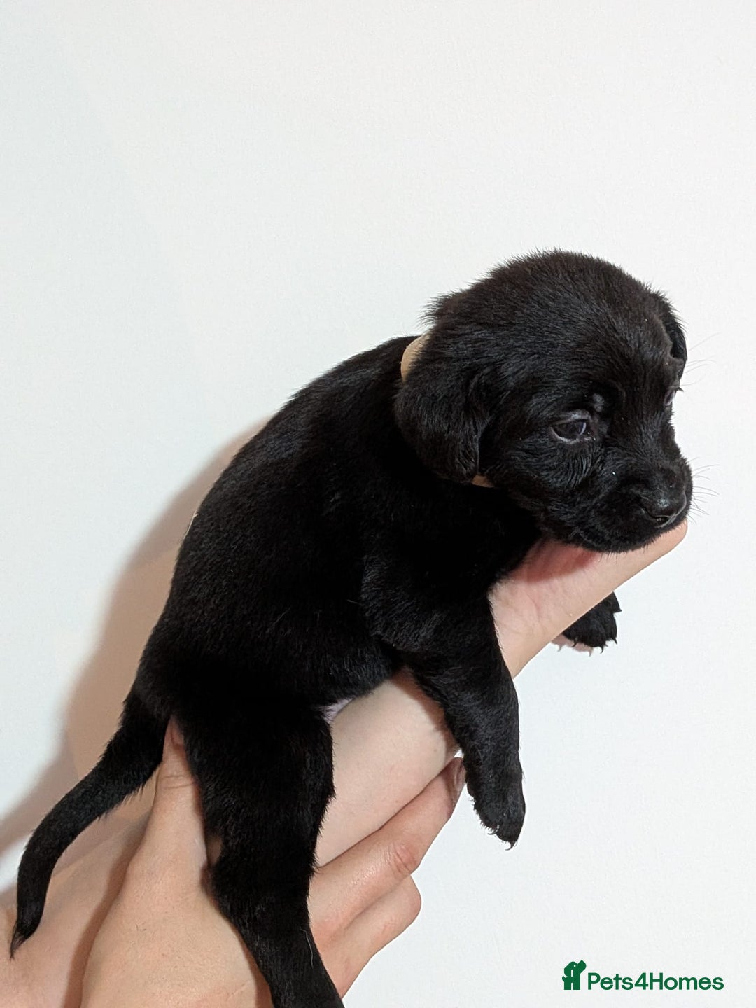 Labrador Retriever dogs for sale: litter of 11 kc reg lab retrievers 10weeks old - Image 22