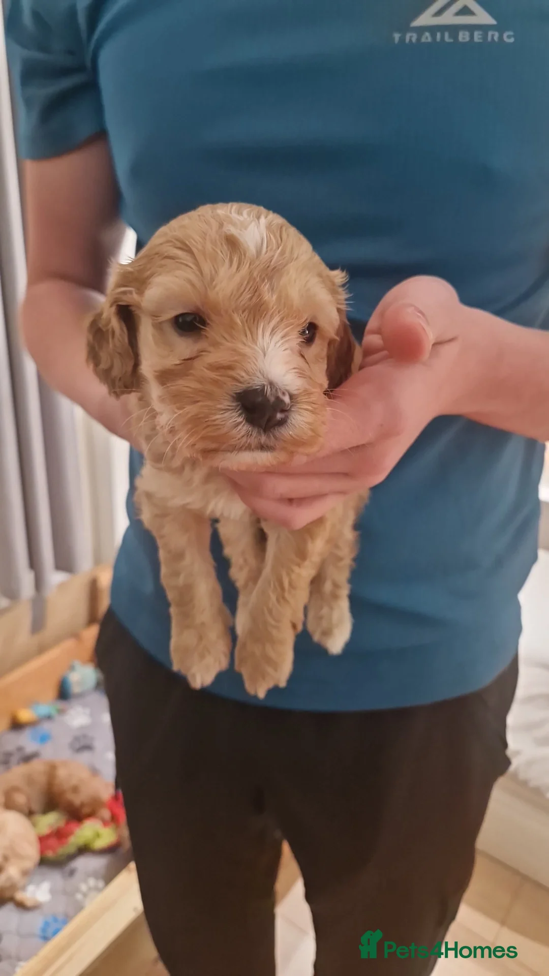 Cockapoo dogs for sale: Cockapoo puppies - Advert 4