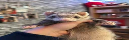 Ferret rodents for sale: Two hobs for rehoming. - Advert 17