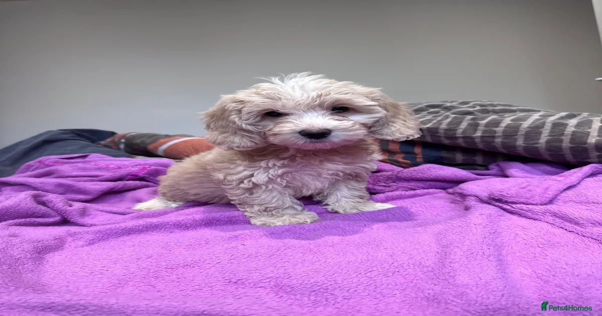 Cockapo Cockapoo Puppies for sale | Pets4Homes