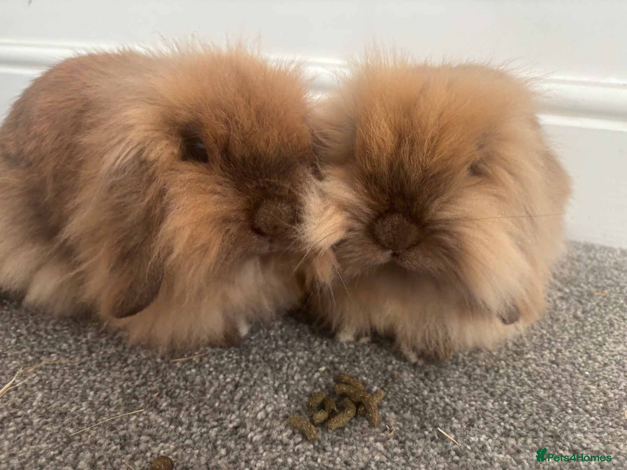 Mini Lion Lop rabbits 2 beautiful mini lion loop rabbits sister - Advert 1