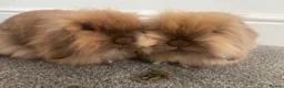 Mini Lion Lop rabbits for sale: 2 beautiful mini lion loop rabbits sister in Liverpool - Advert 1
