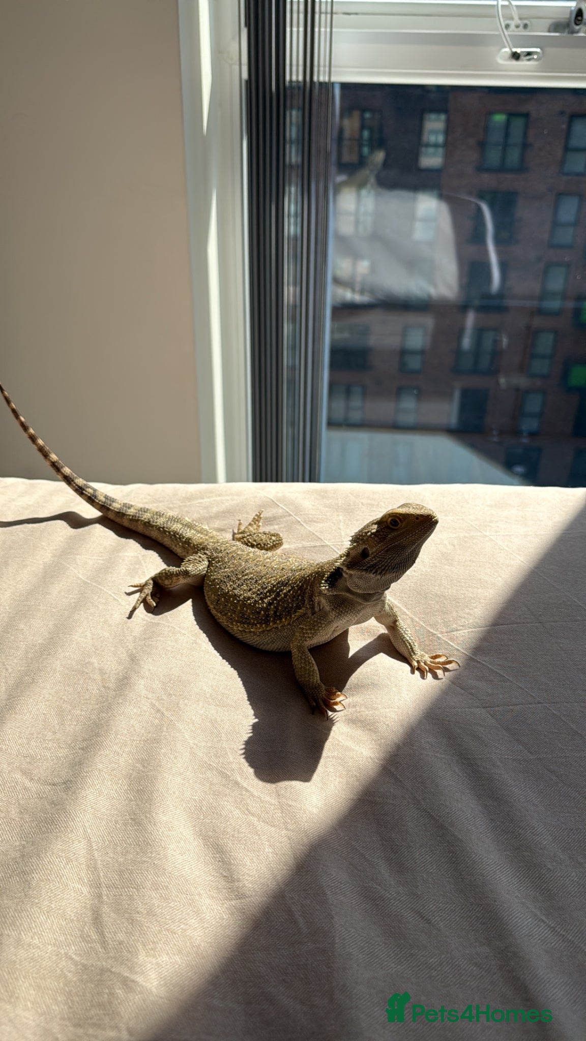 Bearded Dragon reptiles Female Bearded Dragon - Advert 2