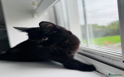 Bombay cats for sale: Millie 😻 Bombay Kitten - Image 3