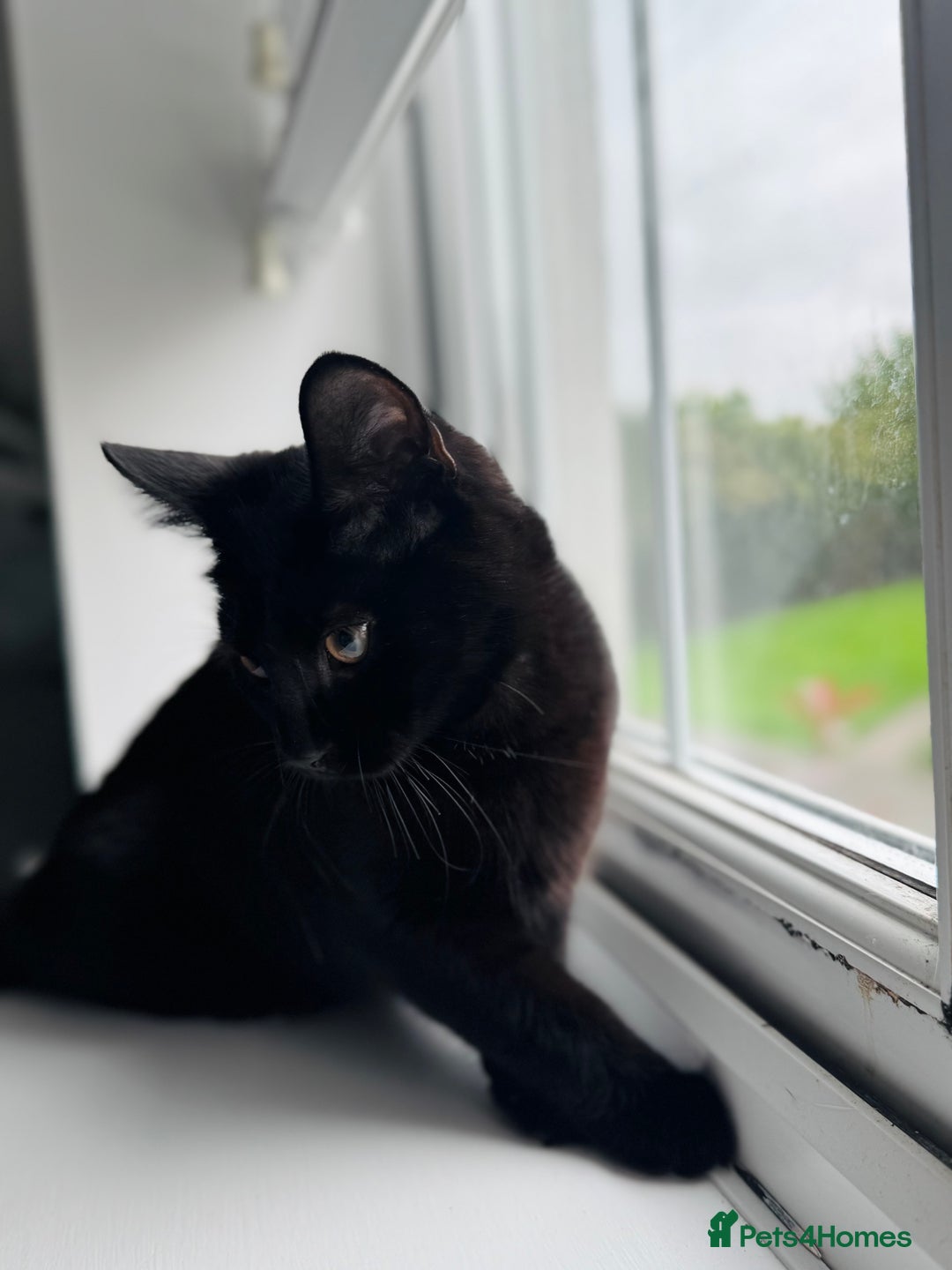 Bombay cats for sale: Millie 😻 Bombay Kitten - Image 3