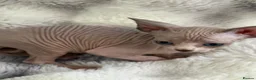 Sphynx cats for sale: Sphynx canadian kittens ready niw  - Advert 24