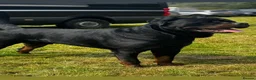 Rottweiler dogs for stud: Alfie  - Advert 4