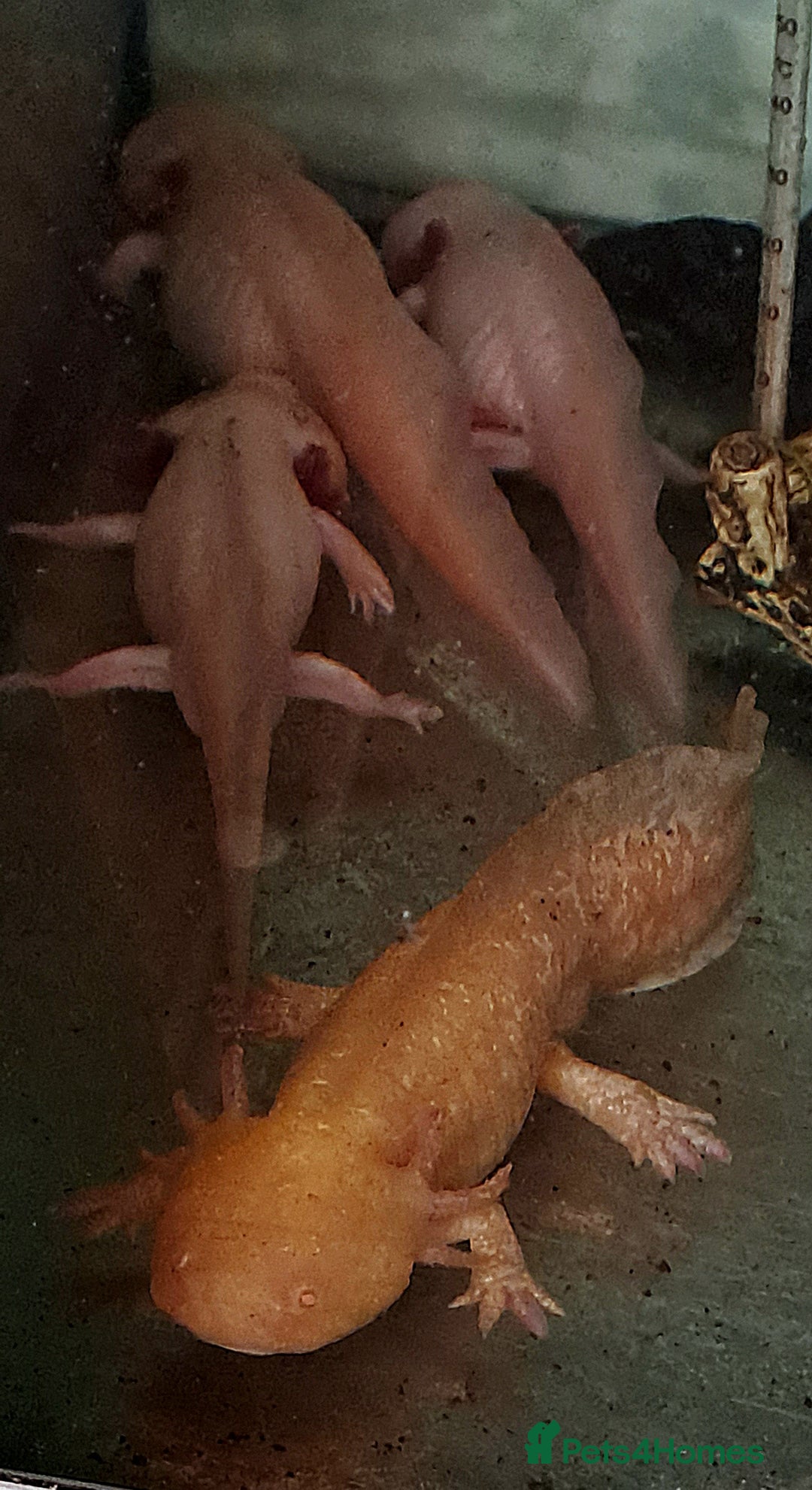 Axolotl reptiles for sale: Axolotls  - Image 16