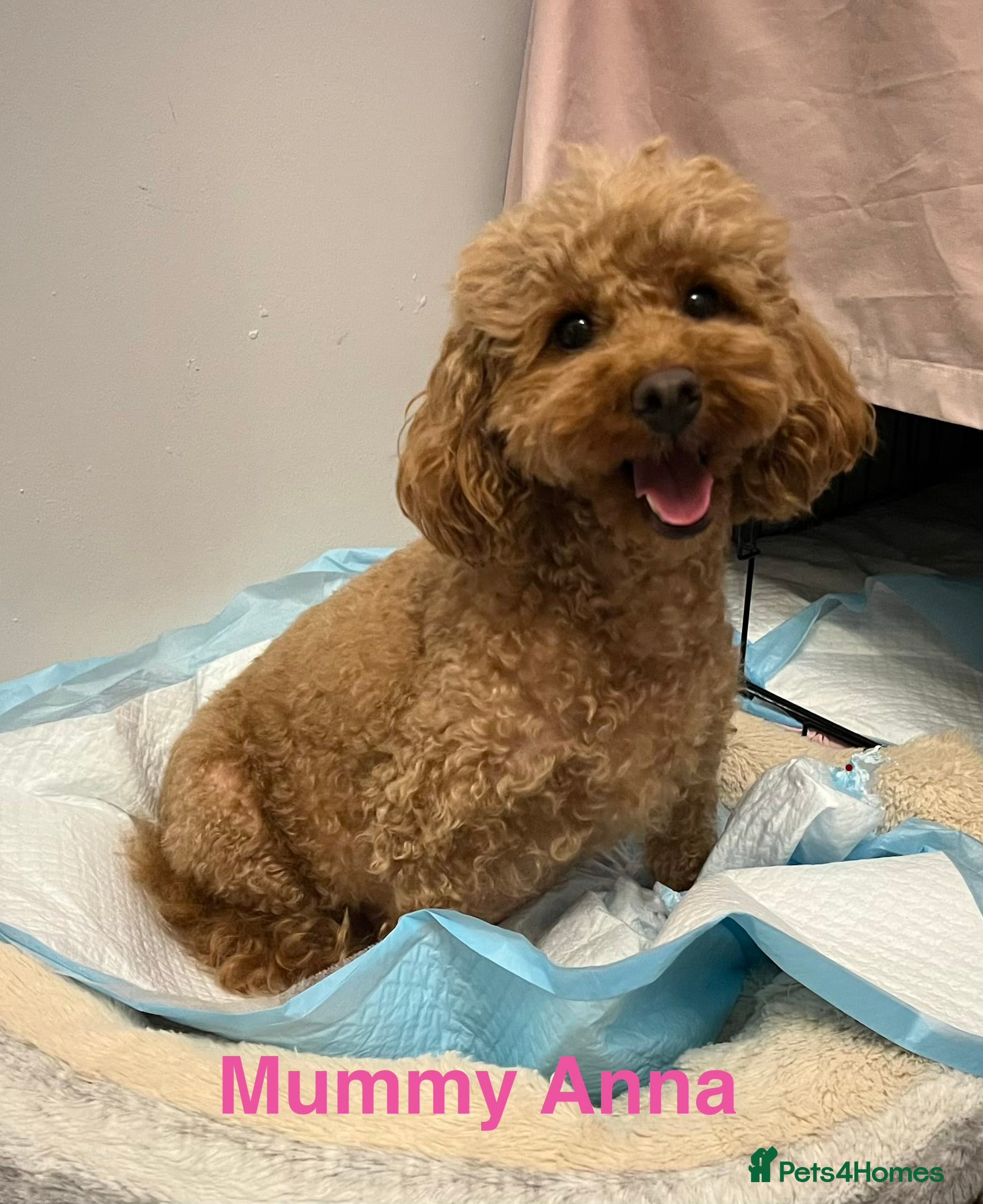 Toy Poodle dogs Gorgeous Toy Poodle Looking for Their Forever Home - Advert 2
