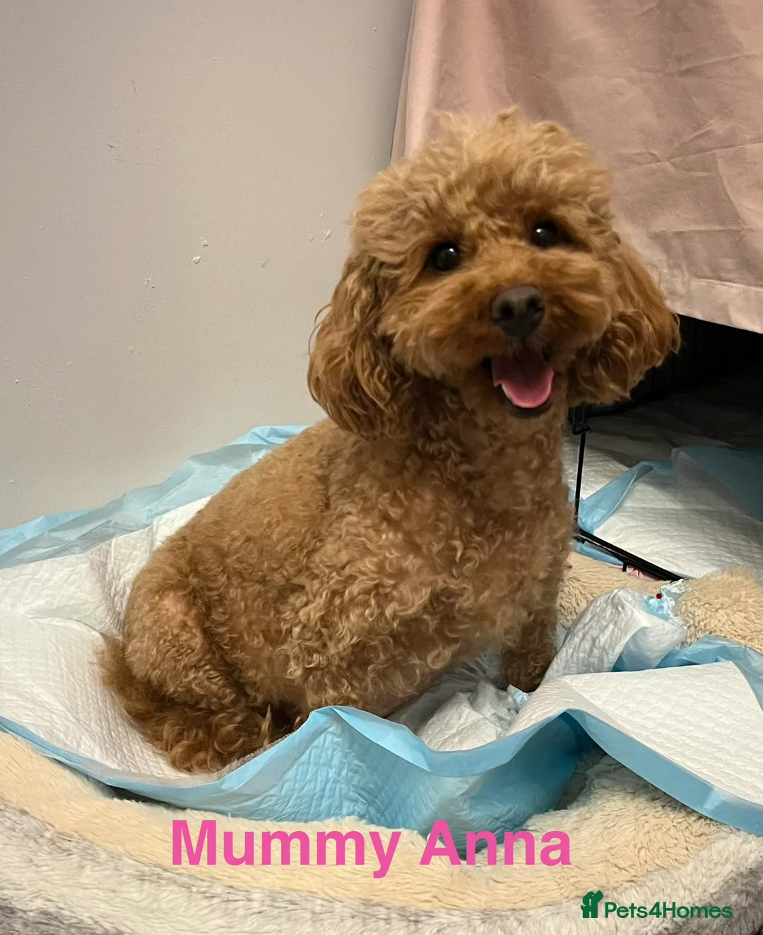 Toy Poodle dogs for sale: Gorgeous Toy Poodle Looking for Their Forever Home - Advert 2