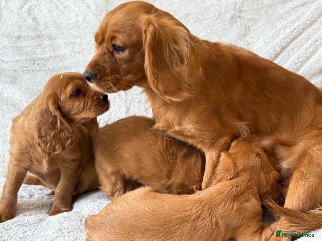 Mixed Breed dogs for sale: Spaniels mixed breed - Image 7