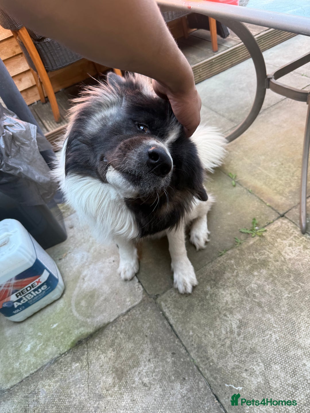 Caucasian Shepherd Dog dogs for stud: Strong Caucasian Shepherd Male for Stud - Advert 13