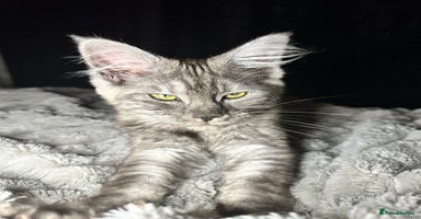 Maine Coon cats - Advert 9