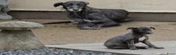 Irish Wolfhound dogs for sale: Wolfhound/Caucasian  - Advert 11