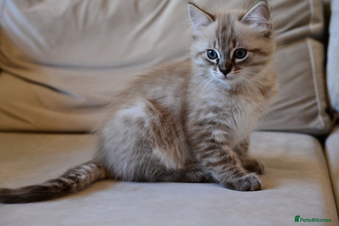Ragdoll cats for sale: 6 Beautiful Ragdoll x Bengal kittens - Image 15