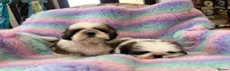 Shih Tzu dogs for sale: Lovely Shih Tzu puppies - Advert 7