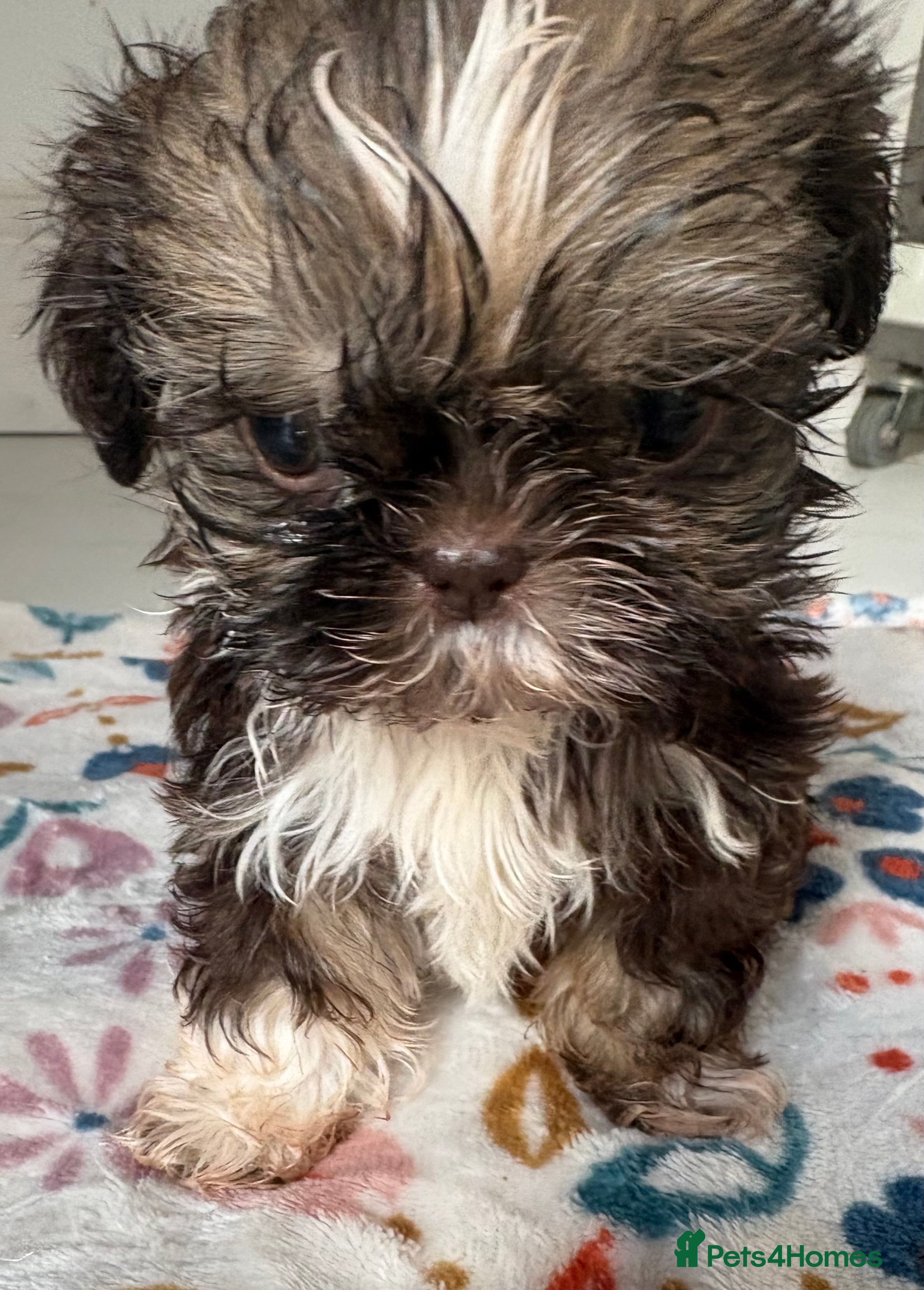 Shih Tzu dogs Stunning litter colours 😍 Imperial Shihzu babies  - Advert 2