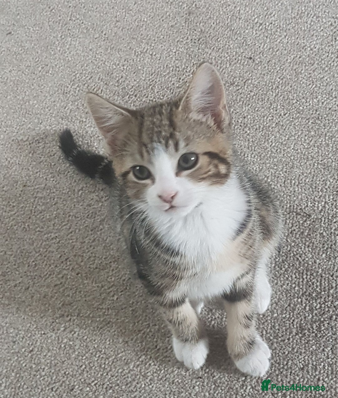 European cats for sale: Stripes - Image 2