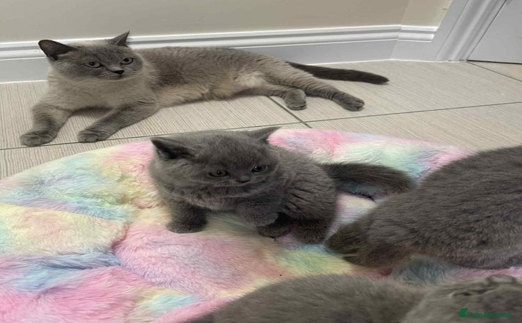 British Shorthair cats British Shorthair Blue Kittens for  **   - Advert 8
