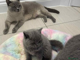 British Shorthair cats British Shorthair Blue Kittens for ** - Advert 1