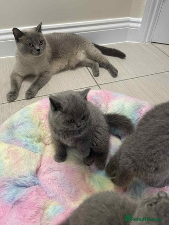British Shorthair cats British Shorthair Blue Kittens for ** - Advert 1