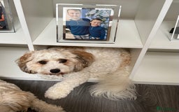 Cavachon dogs for sale: Ralphie (Neutered Cavachon)  - Image 2