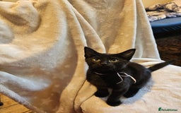 Domestic Shorthair cats for sale: Kitten-boy - Advert 2