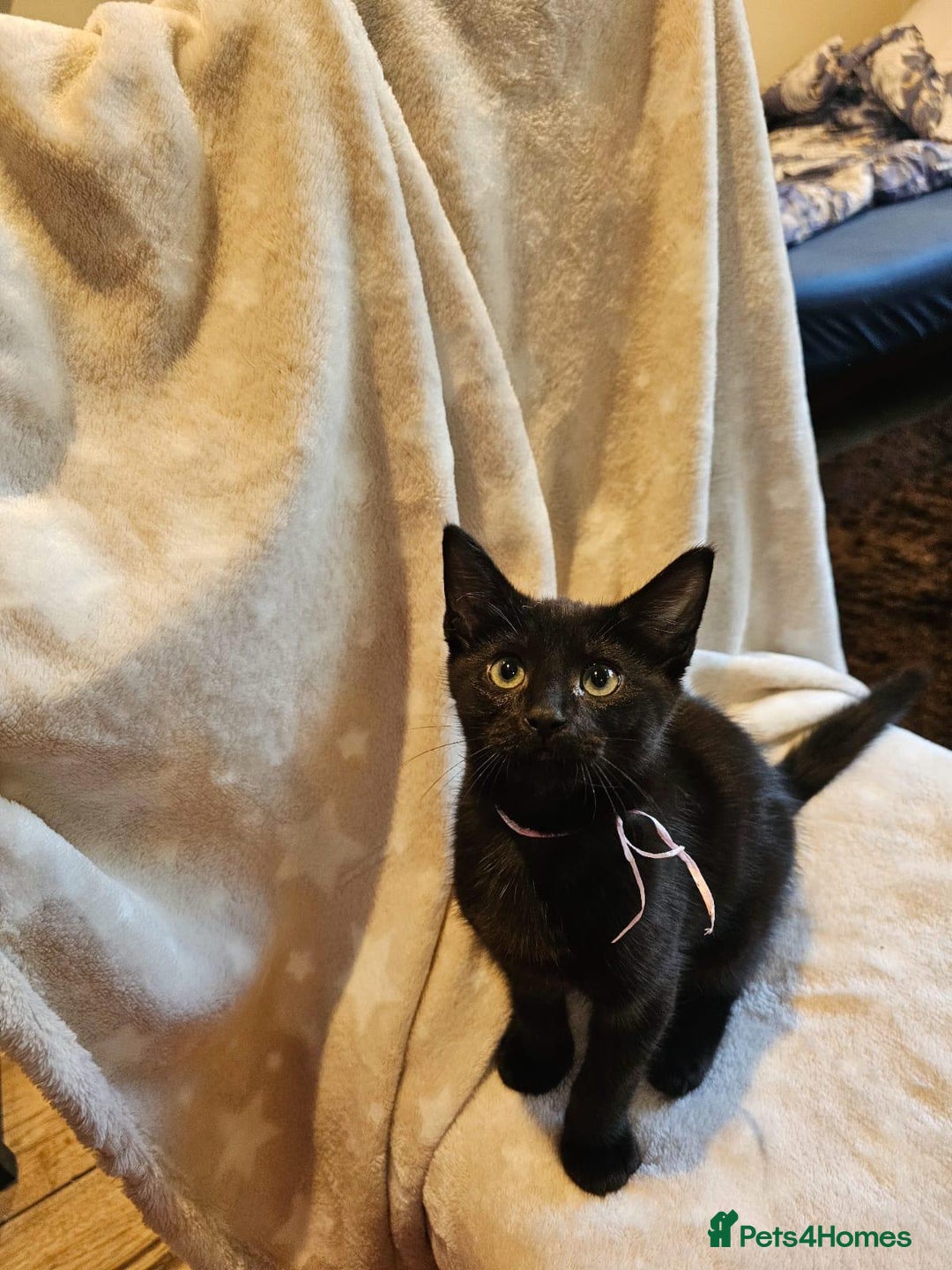 Domestic Shorthair cats for sale: Kitten-boy - Advert 2