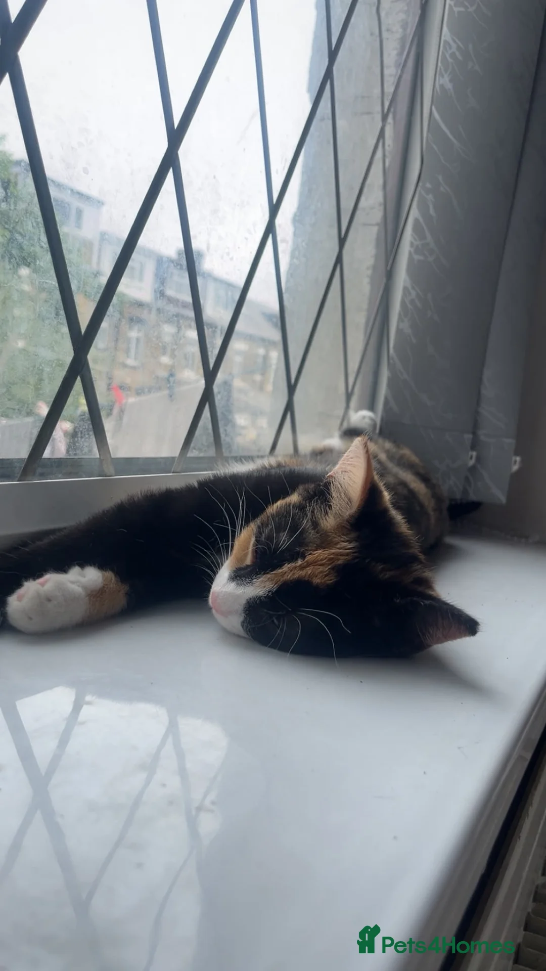 Mixed Breed cats for sale: Tortoise she female kitten - Advert 1