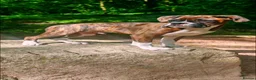 Boxer dogs for sale: Pregnancy confirmed - Advert 2