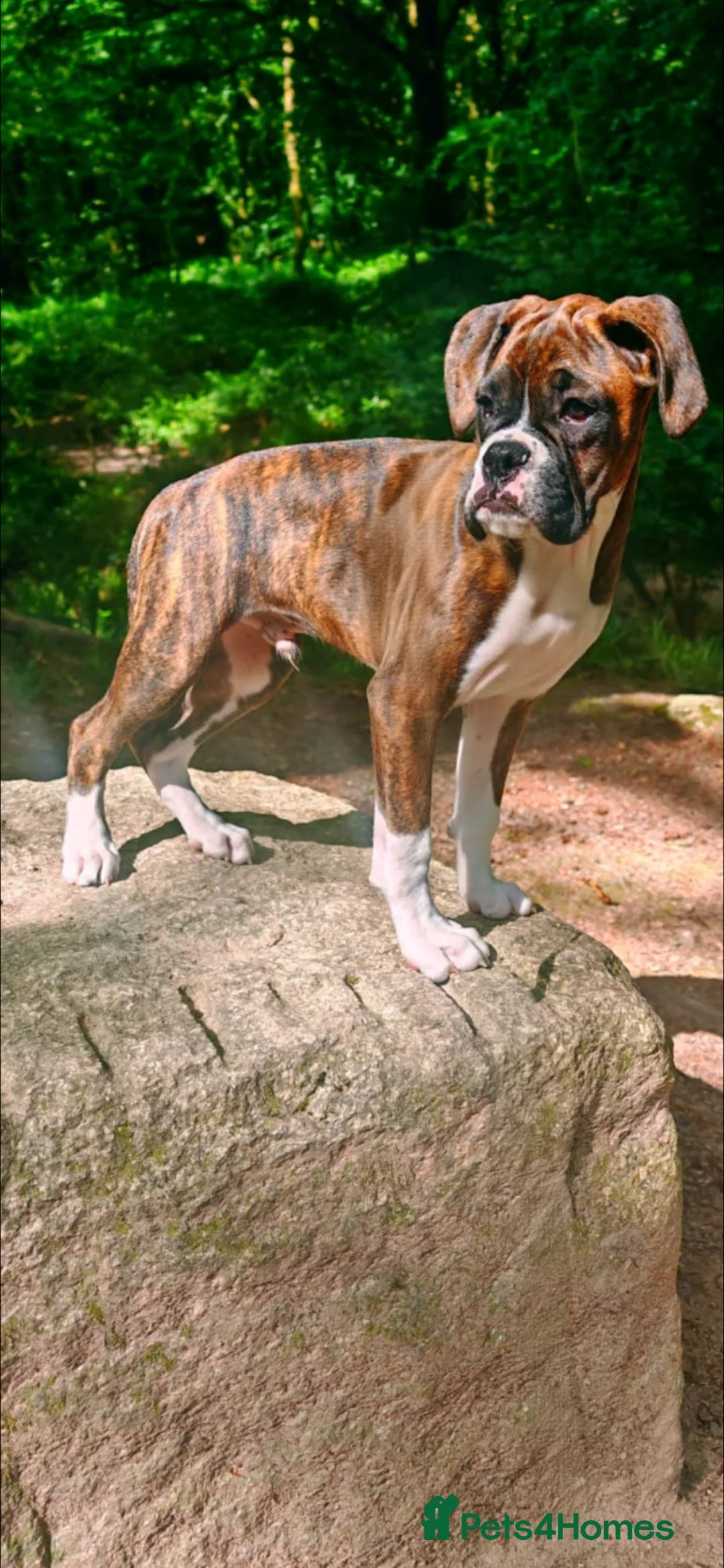 Boxer dogs for sale: Pregnancy confirmed - Advert 2