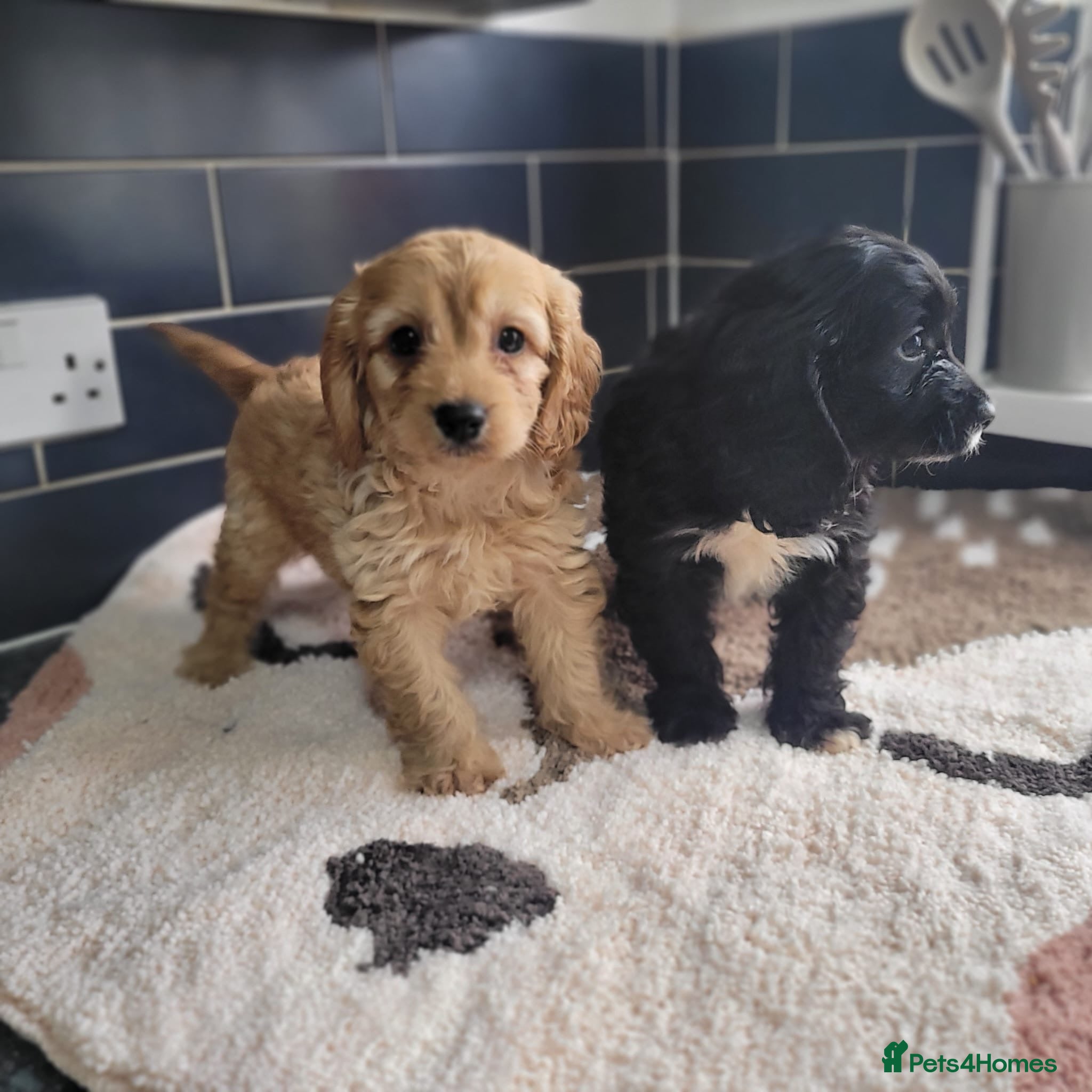 Cavapoo dogs You F1 Cavapoo puppies - Advert 1