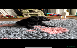 Bordoodle dogs for sale: Beautiful border collie x miniature poodle puppies - Image 6