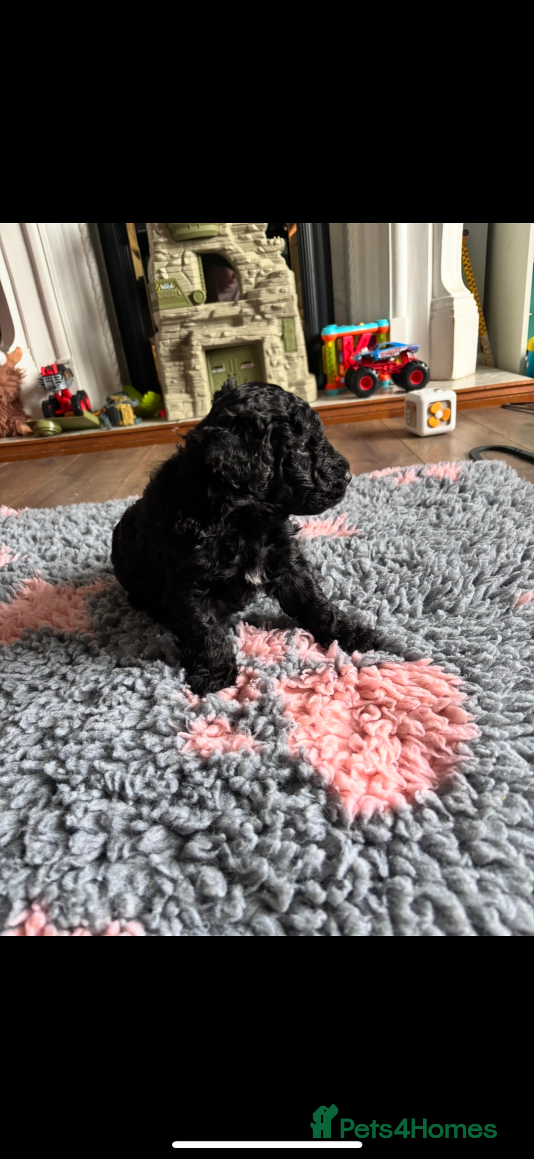 Bordoodle dogs for sale: Beautiful border collie x miniature poodle puppies - Image 6