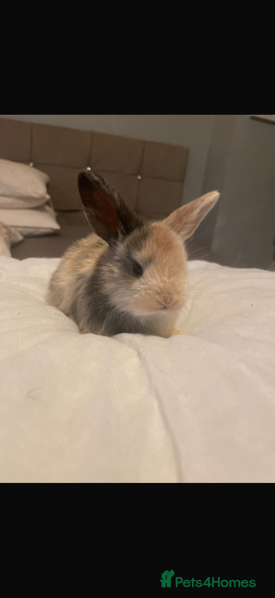 Mini Lop rabbits Baby mini lops  - Advert 1