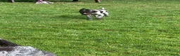 Mixed Breed dogs for sale: ONE GIRL LEFT GWP X WEIMSKY READY TO GO - Advert 11
