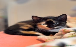 Sphynx cats for sale: Sphinx x dsh - Image 2