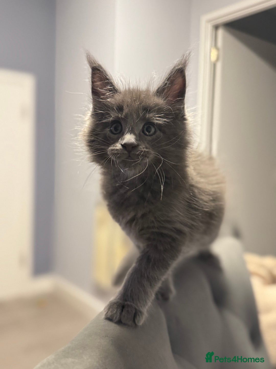 Maine Coon cats for sale: Pedigree Maine Coon Kittens – Blues & Smokes - Advert 34