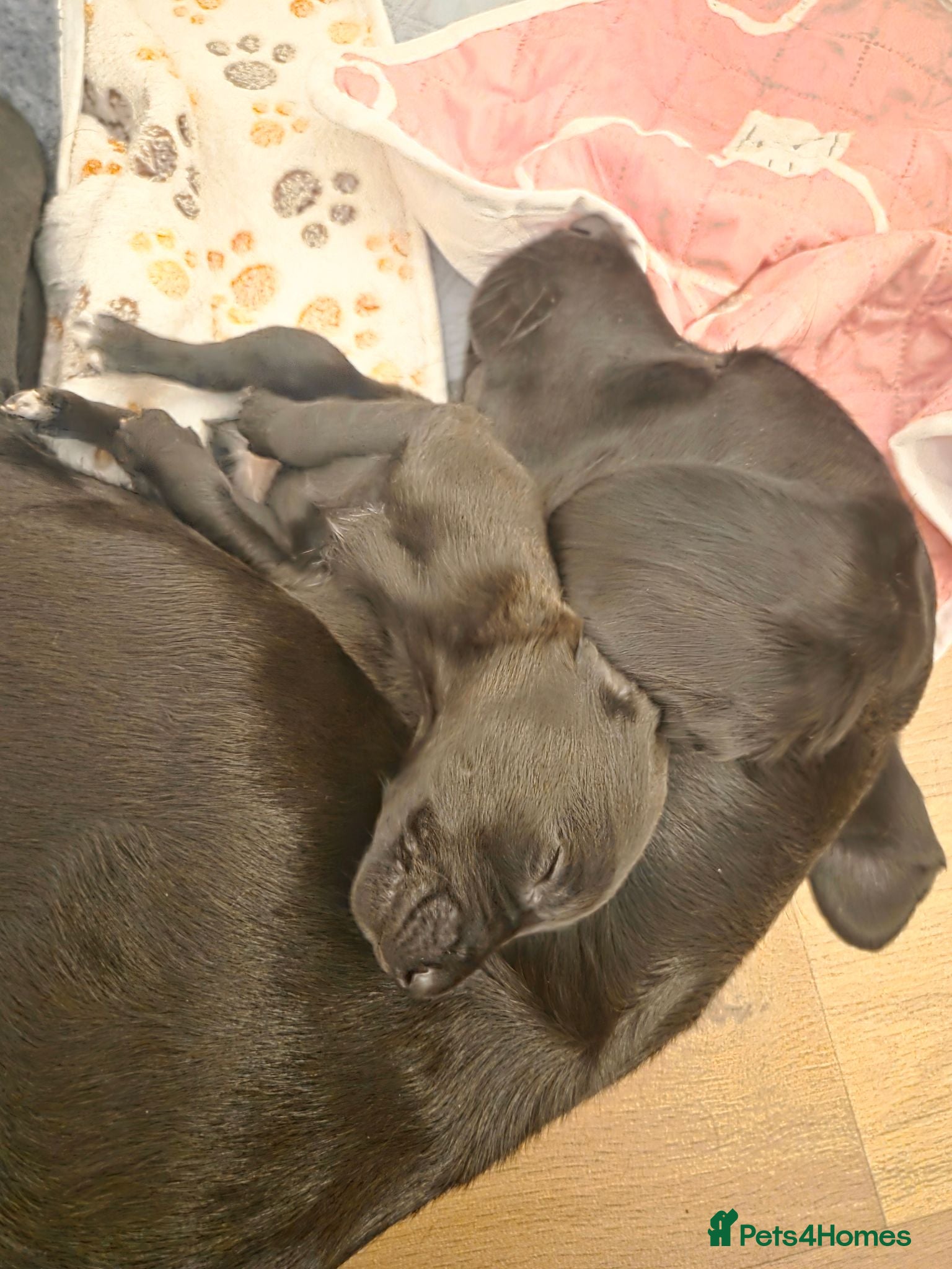Mixed Breed dogs 🐾 Beautiful Labrador × Whippet Puppies! 🐾 - Advert 2