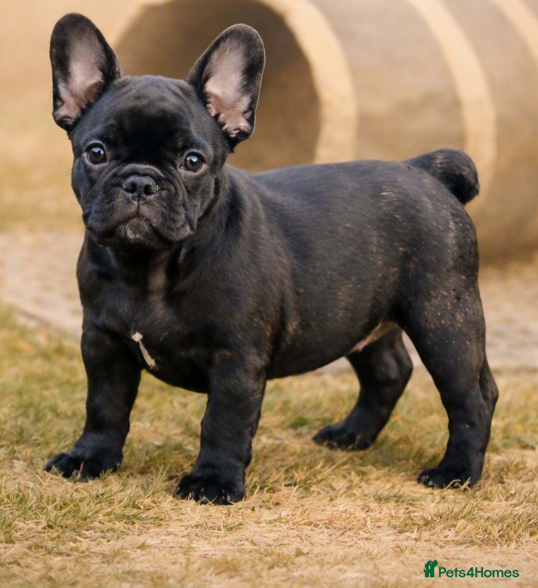 French Bulldog dogs Ready Now‼️🩷Bright, Affectionate Brindle Girl 🩷 - Advert 5