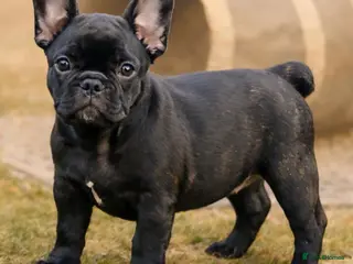French Bulldog dogs Ready Now‼️🩷Bright, Affectionate Brindle Girl 🩷 - Advert 5