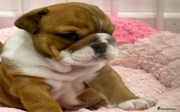 English Bulldog dogs for sale: *2 Healthy Bitches Available To The Best Homes*  - Image 6