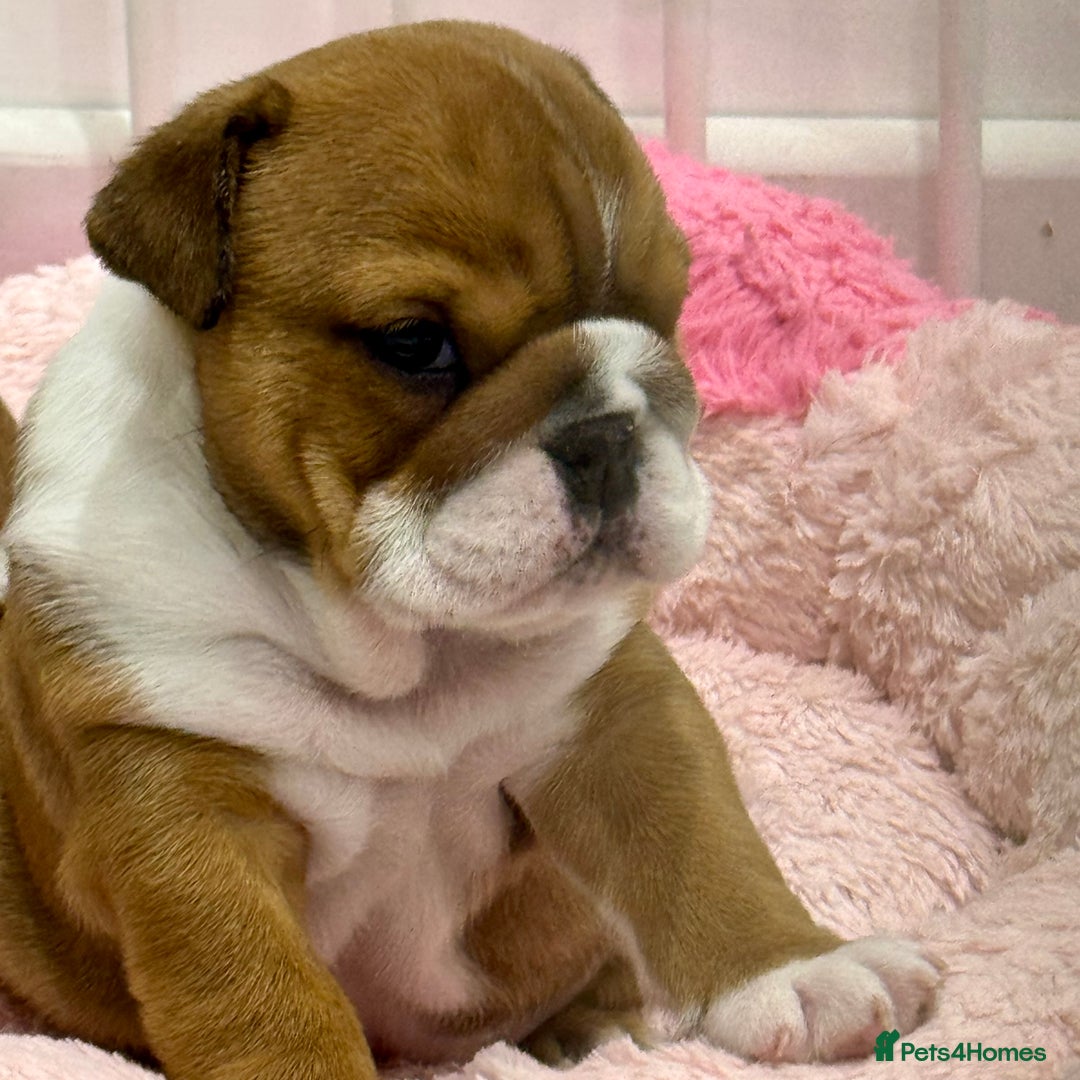 English Bulldog dogs for sale: *2 Healthy Bitches Available To The Best Homes*  - Image 6